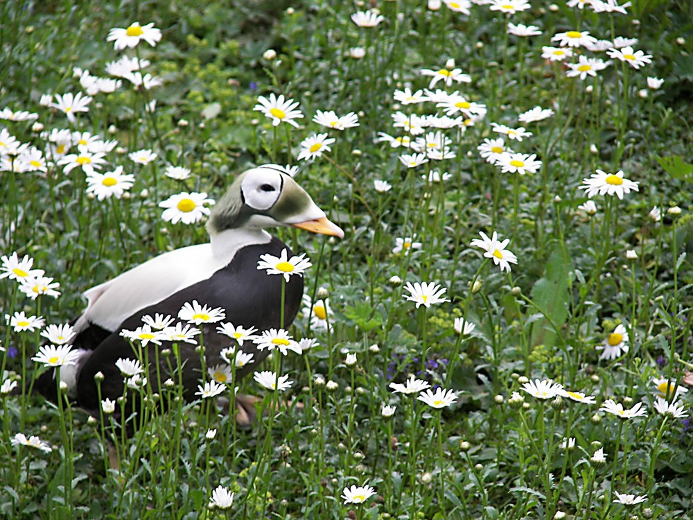 Auf der Wiese