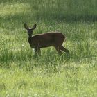 Auf der Wiese