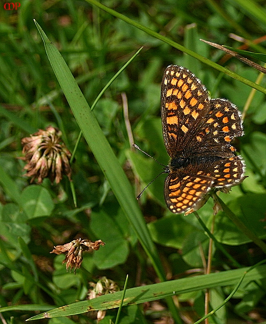 auf der Wiese 