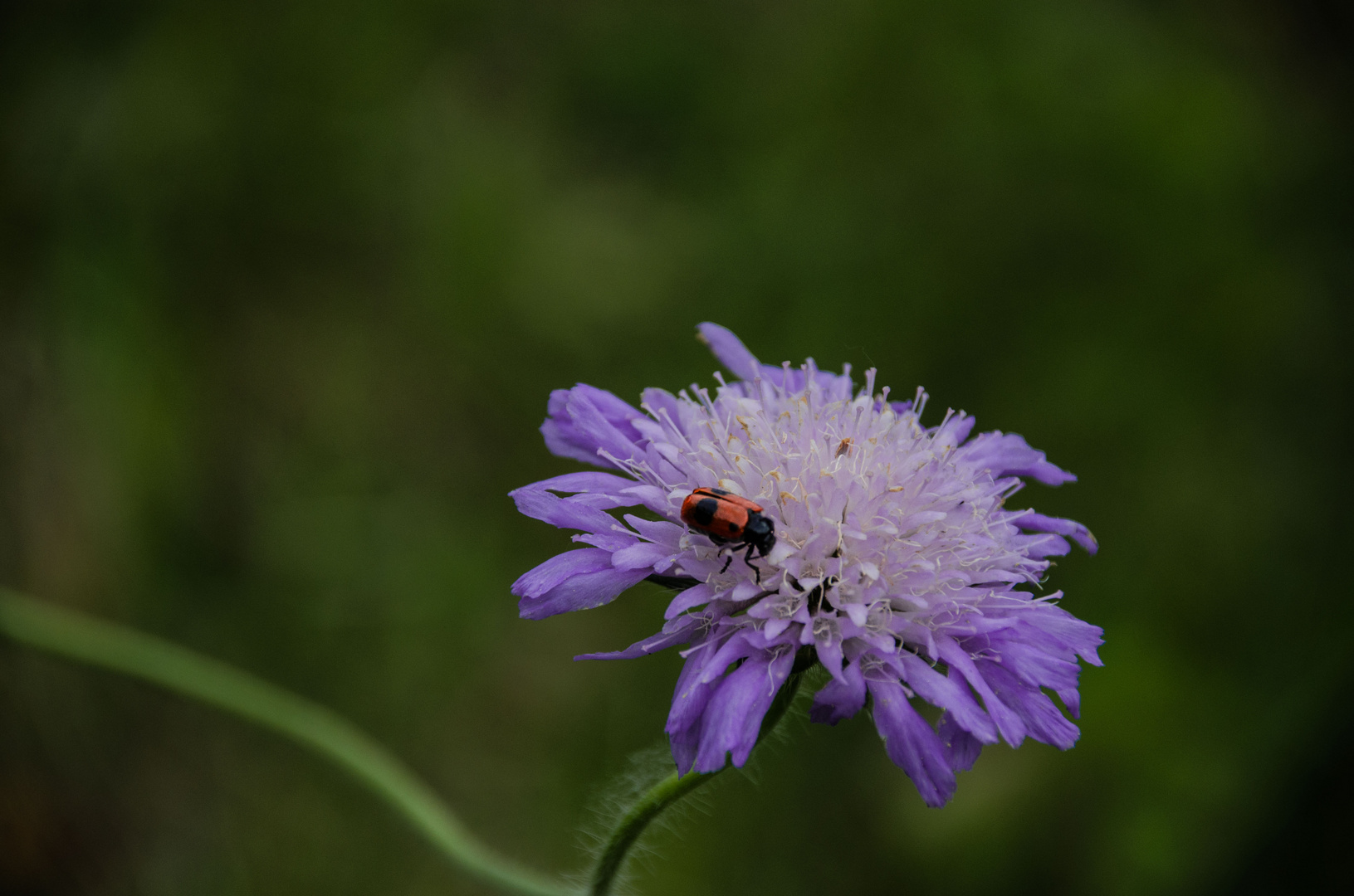 auf der Wiese