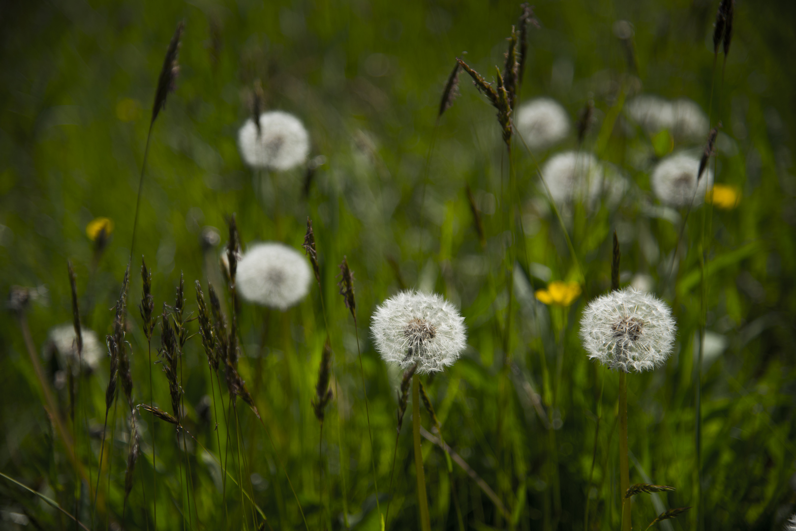 Auf der Wiese