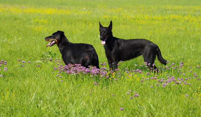 auf der wiese