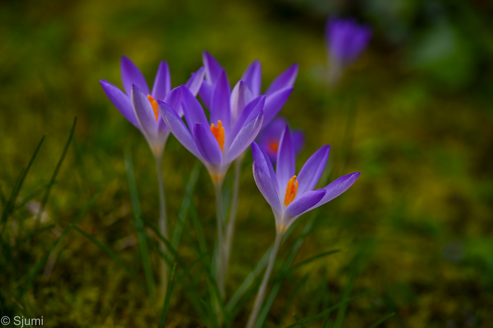 Auf der Wiese