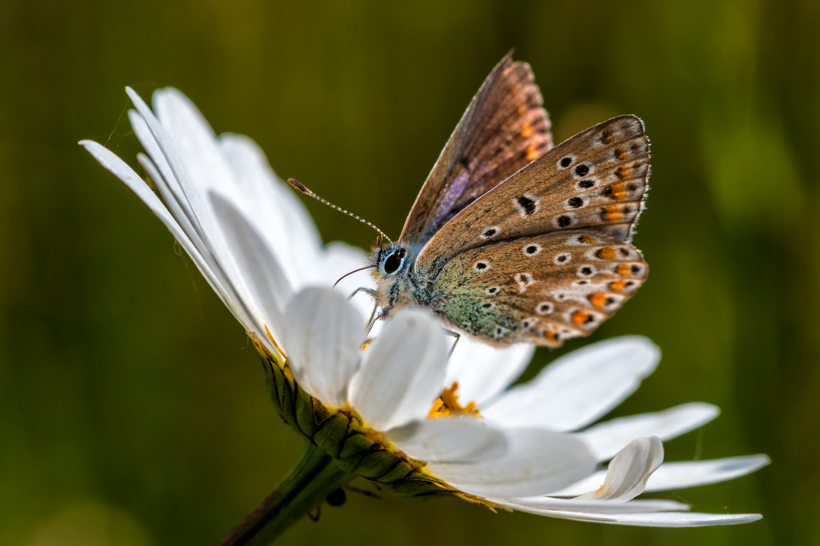 auf der Wiese