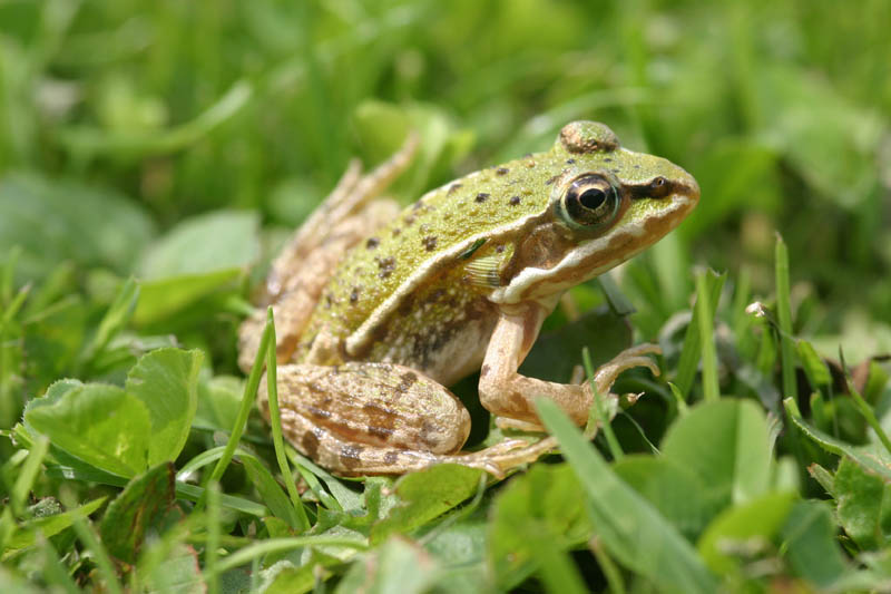 Auf der Wiese