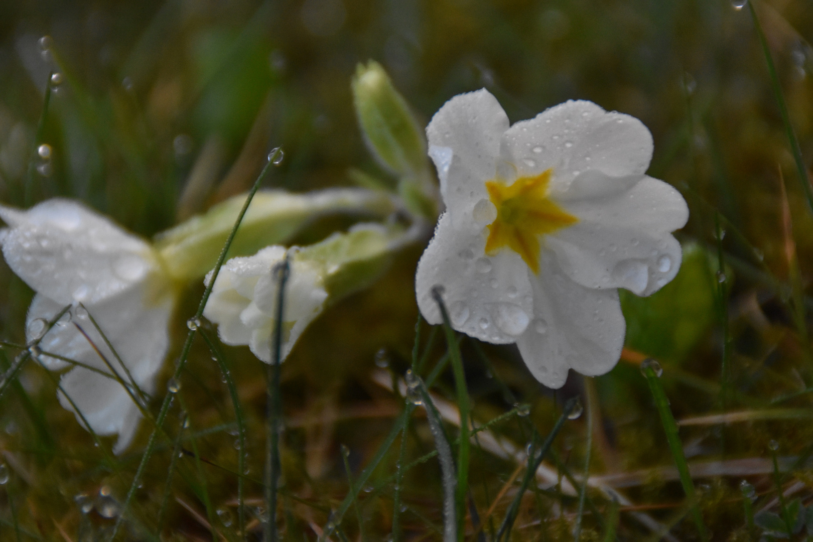 Auf der Wiese