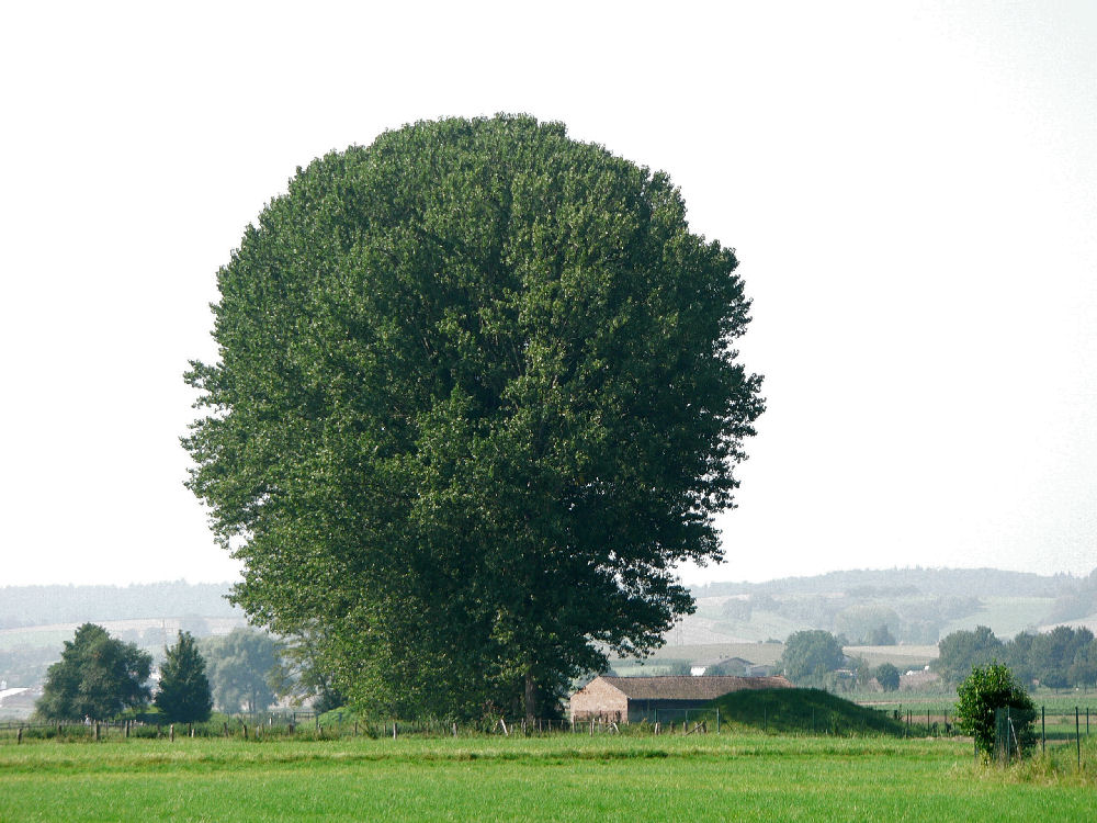 Auf der Wiese