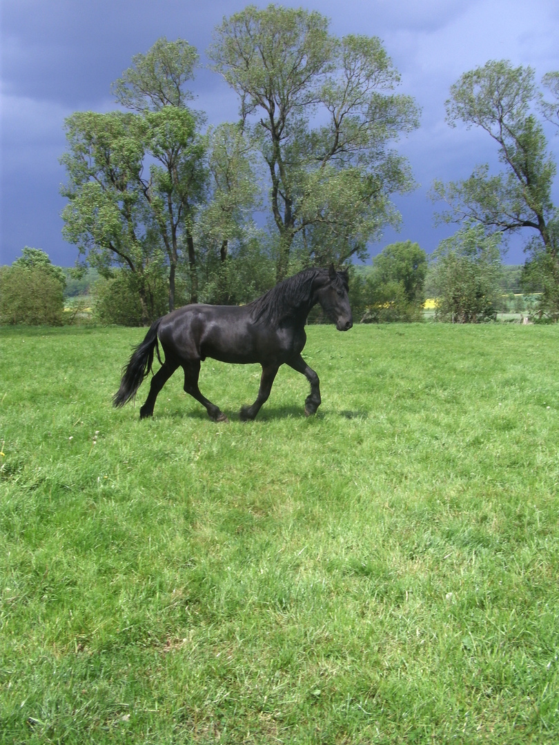 Auf der Wiese