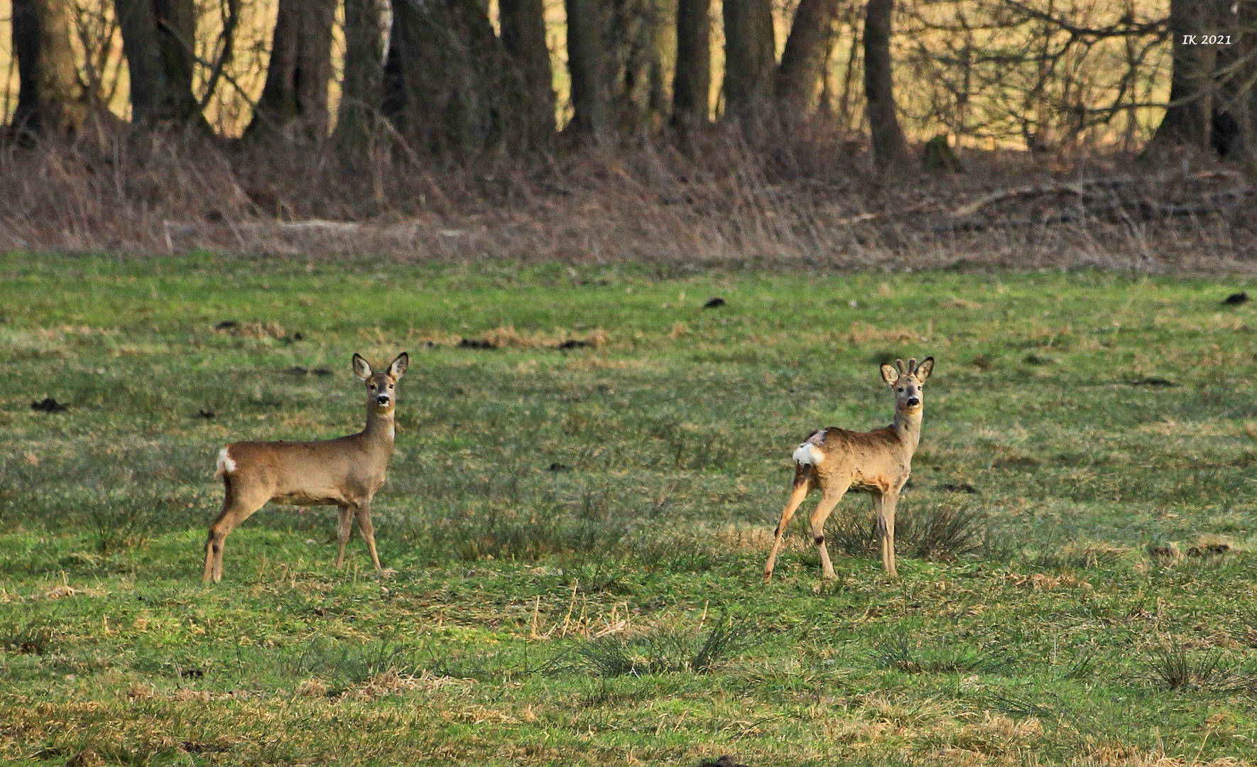 auf der Wiese....