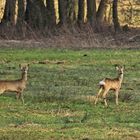 auf der Wiese....