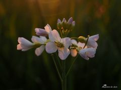 Auf der Wiese