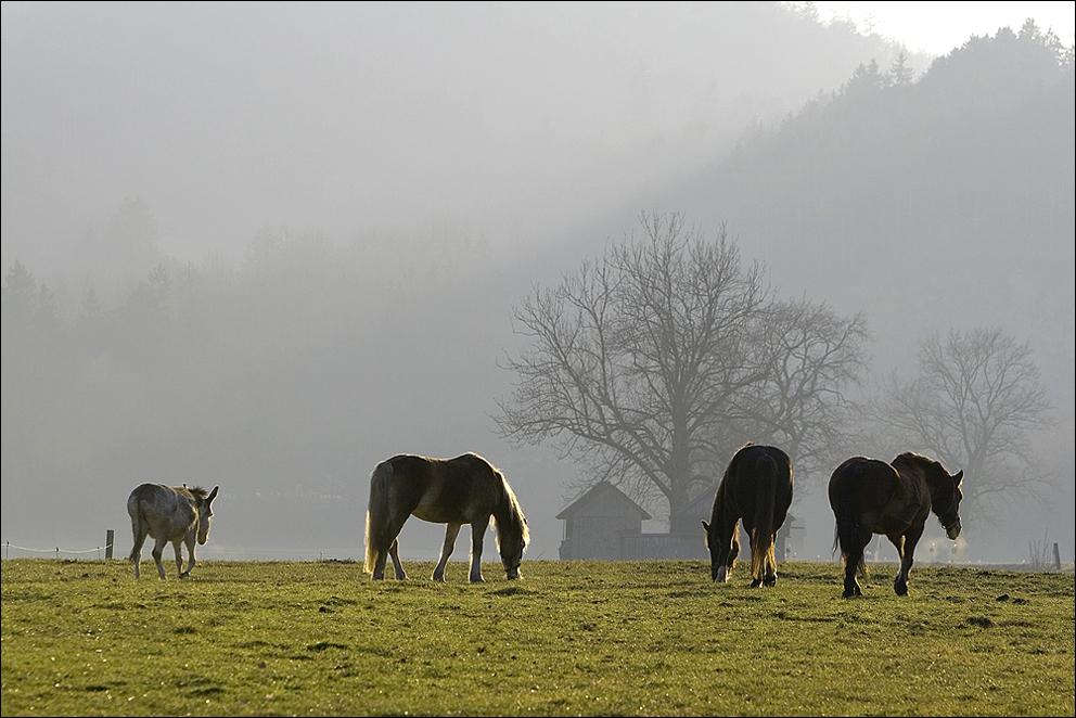 Auf der Wiese