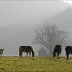 Auf der Wiese