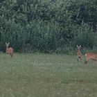 Auf der Wiese