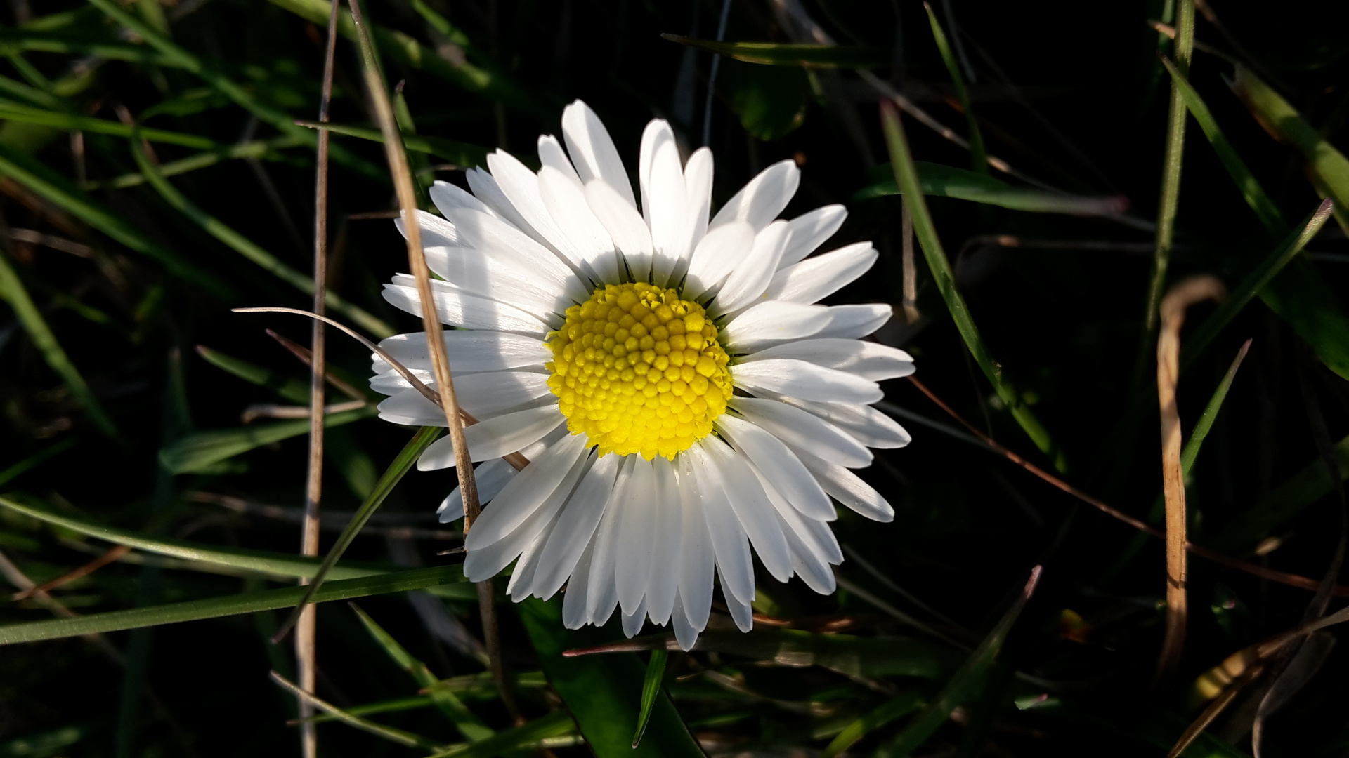 Auf der Wiese