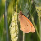 auf der wiese