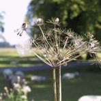 auf der Wiese