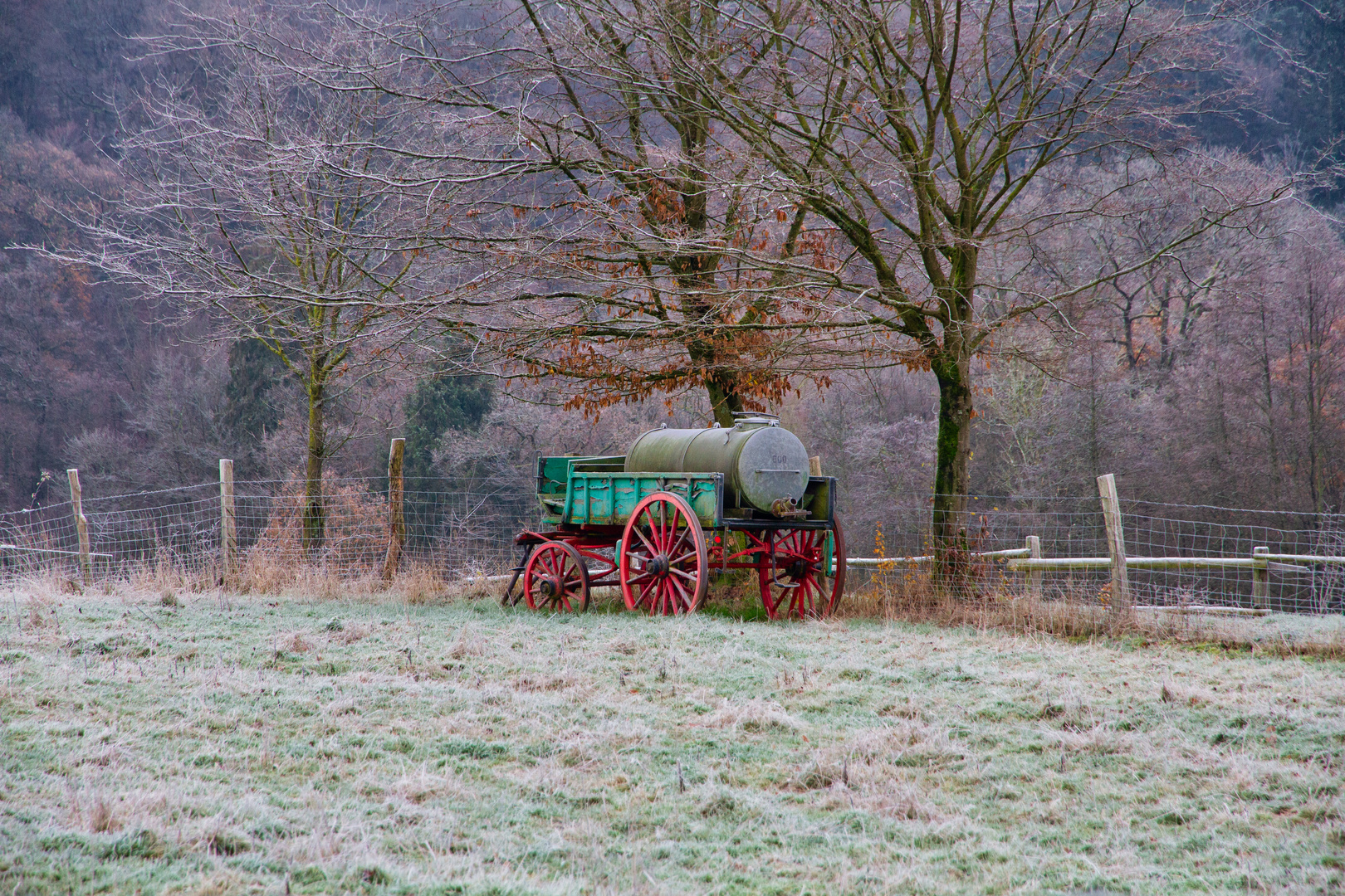 Auf der Wiese