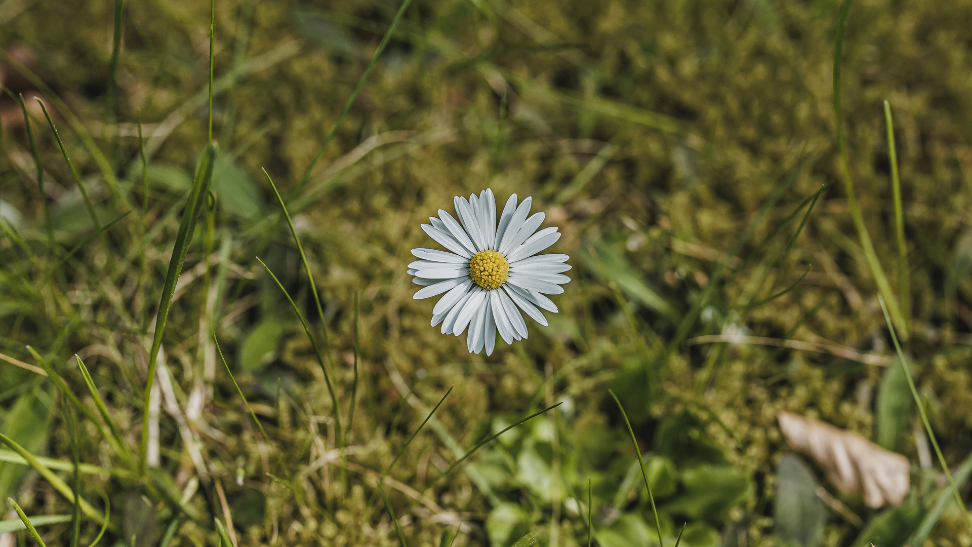 Auf der Wiese