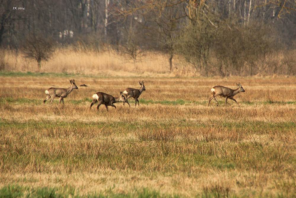 Auf der Wiese............