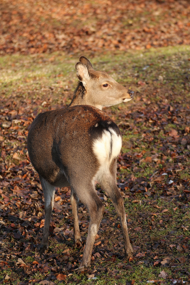 auf der Wiese