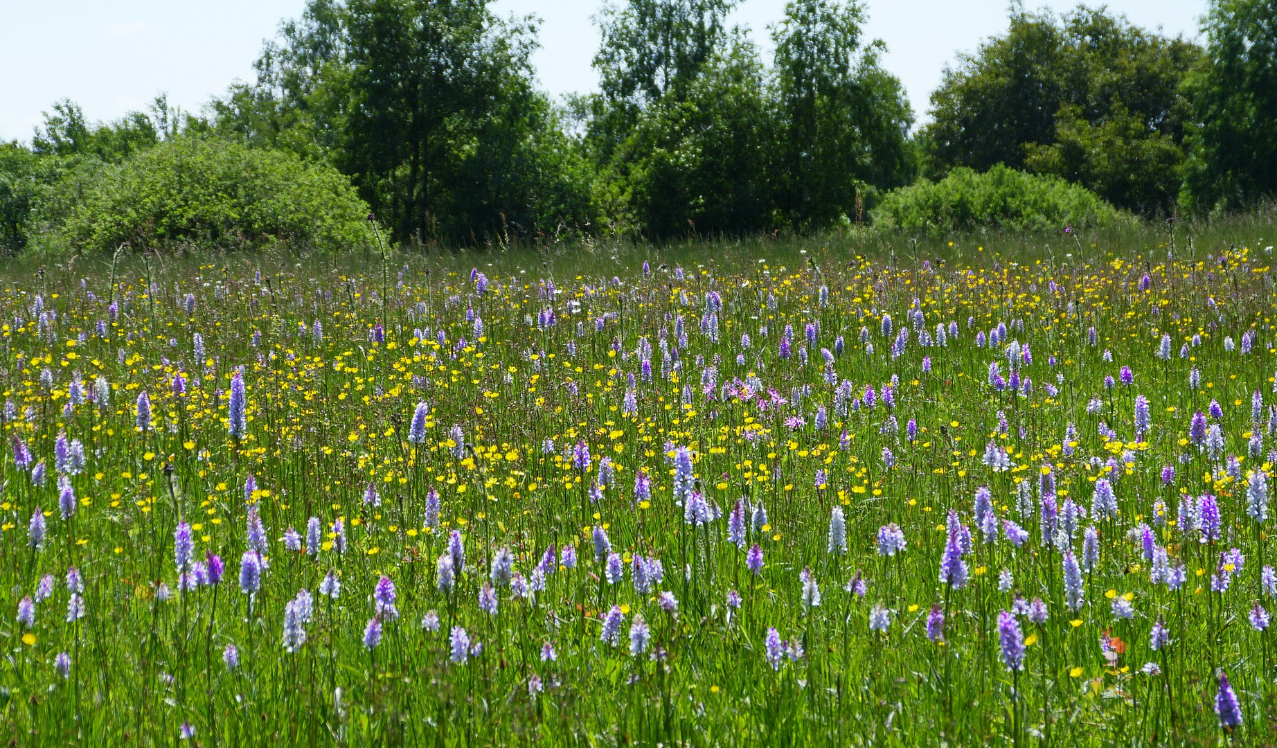 auf der Wiese