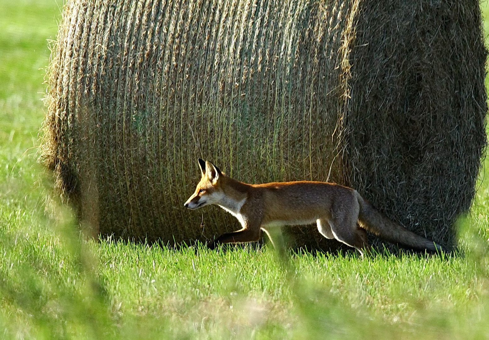 Auf der Wiese