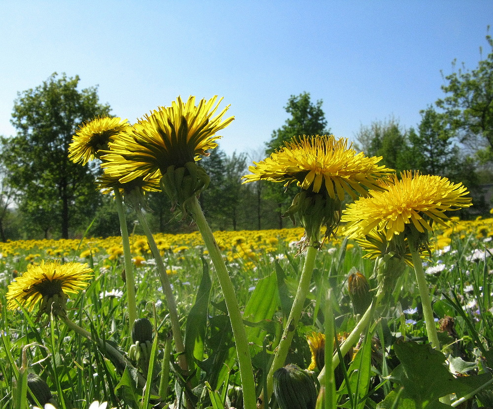 Auf der Wiese...