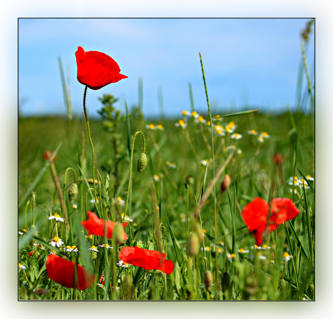 Auf der Wiese