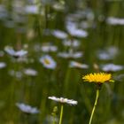 auf der wiese