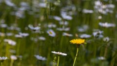 auf der wiese