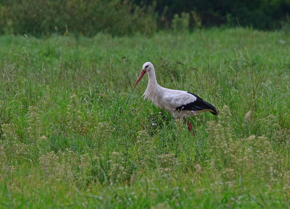 Auf der Wiese...