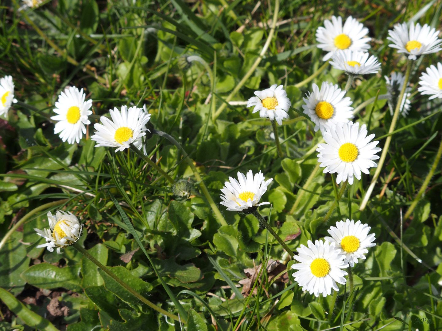 Auf der Wiese...