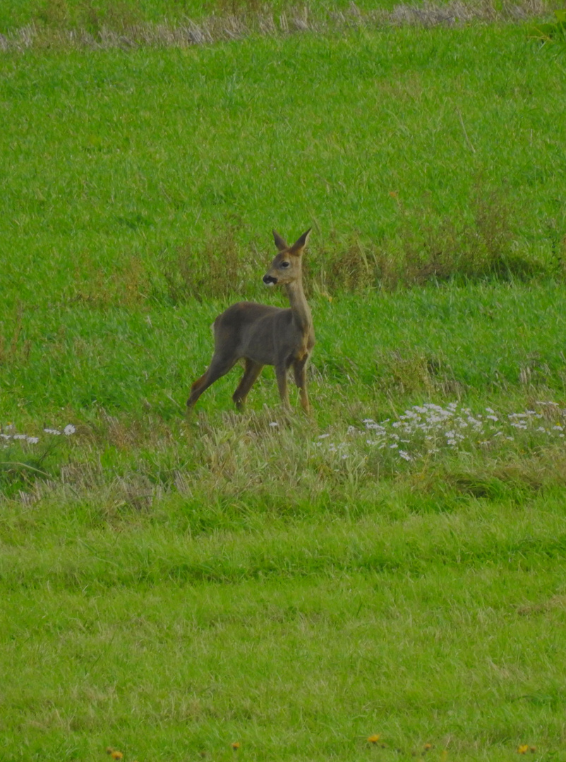 auf der Wiese