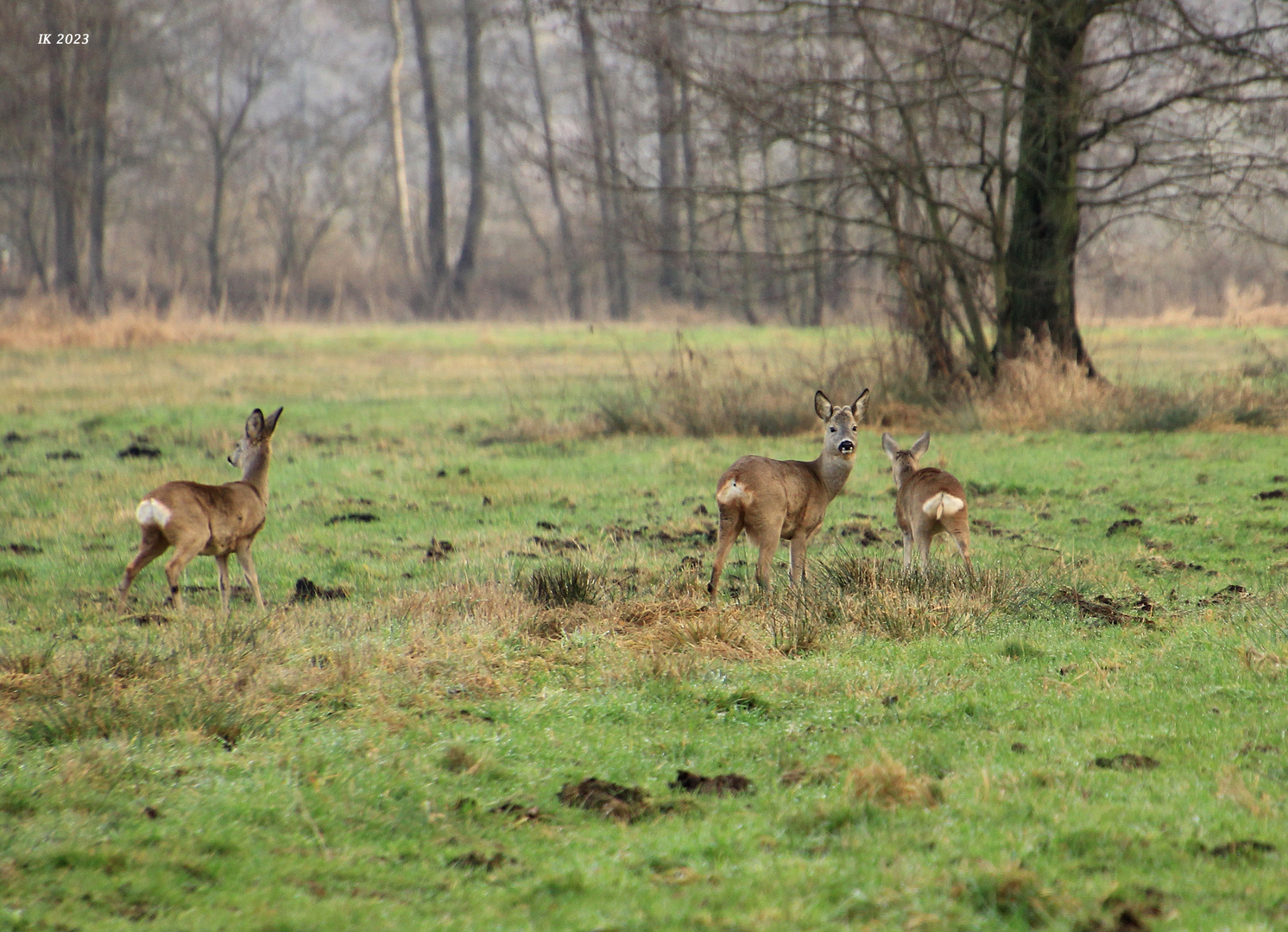 Auf der Wiese....