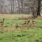 Auf der Wiese....