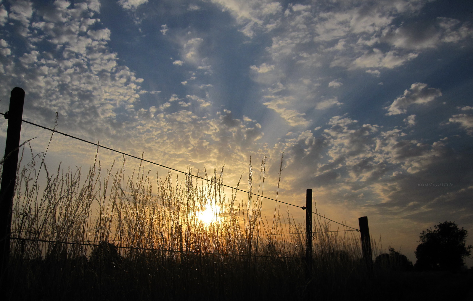 auf der Wiese am ABend