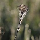 Auf der Wiese am Morgen