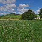 auf der Wiese am See, so viele Pusteblumen