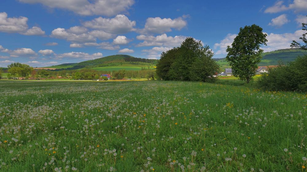 auf der Wiese am See, so viele Pusteblumen