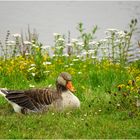 Auf der Wiese am Teich