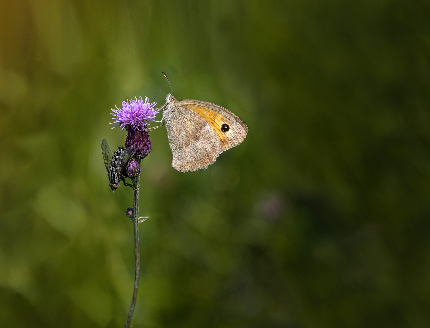 Auf der Wiese