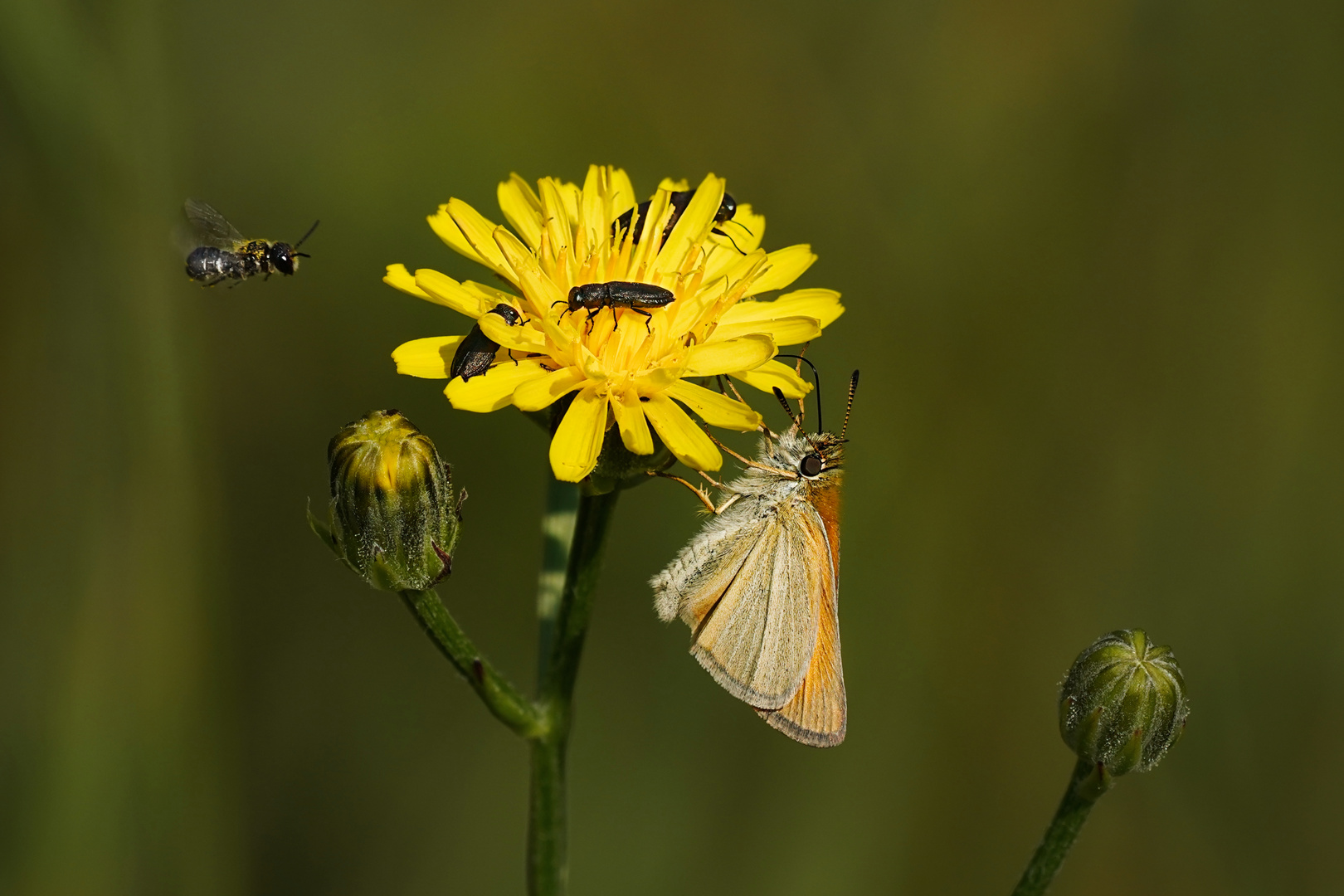 Auf der Wiese