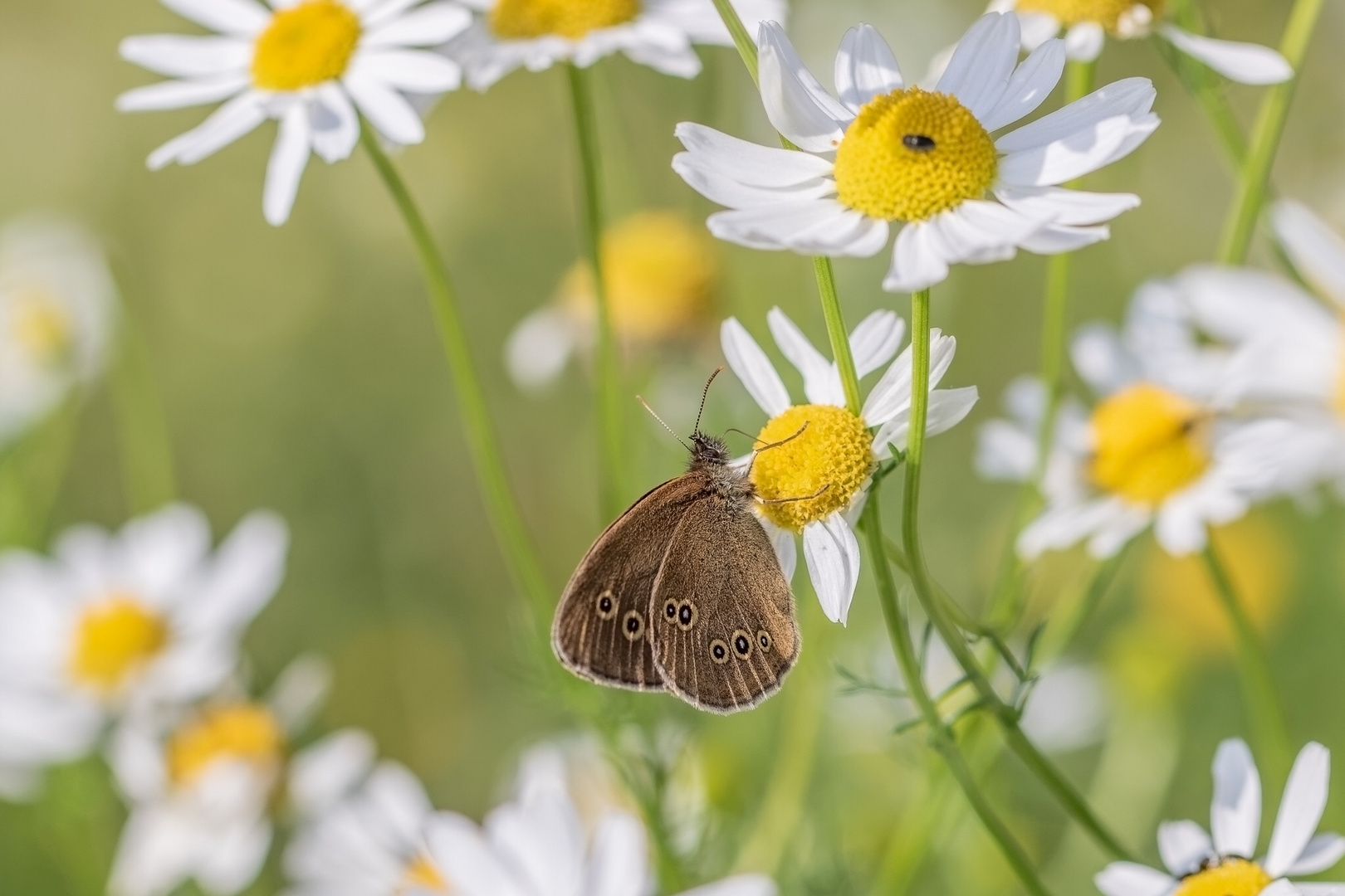 auf der Wiese