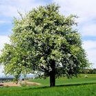 Auf der Wiese beginnt der Birnenbaum zu blühen.