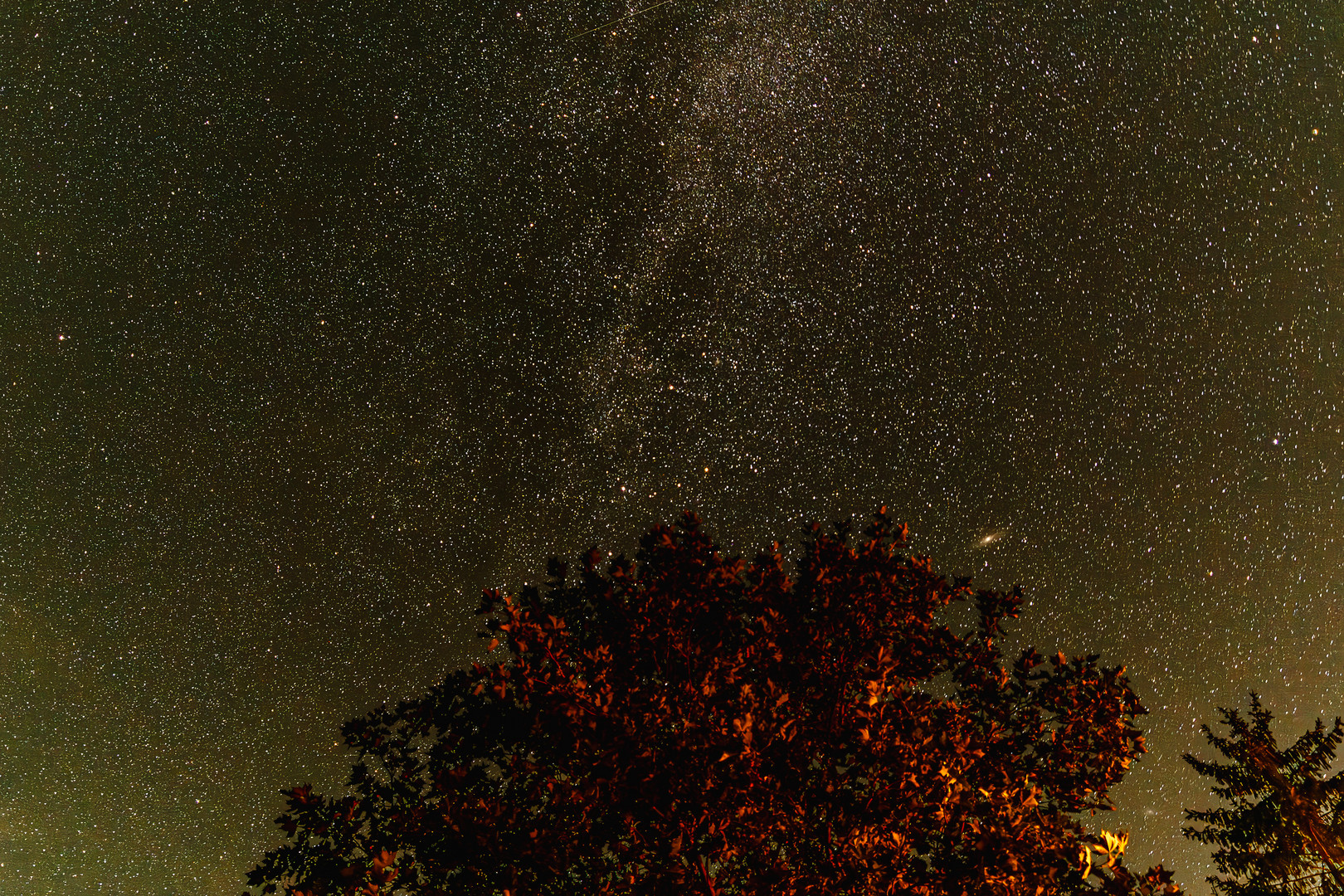 Auf der Wiese bei Nacht