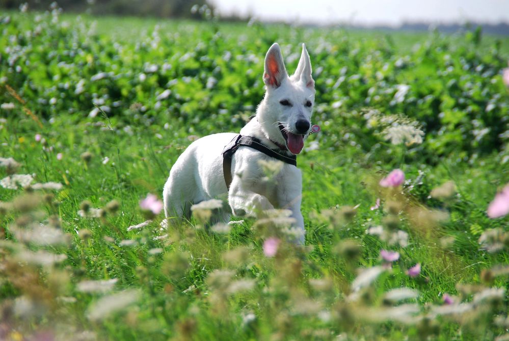 Auf der Wiese