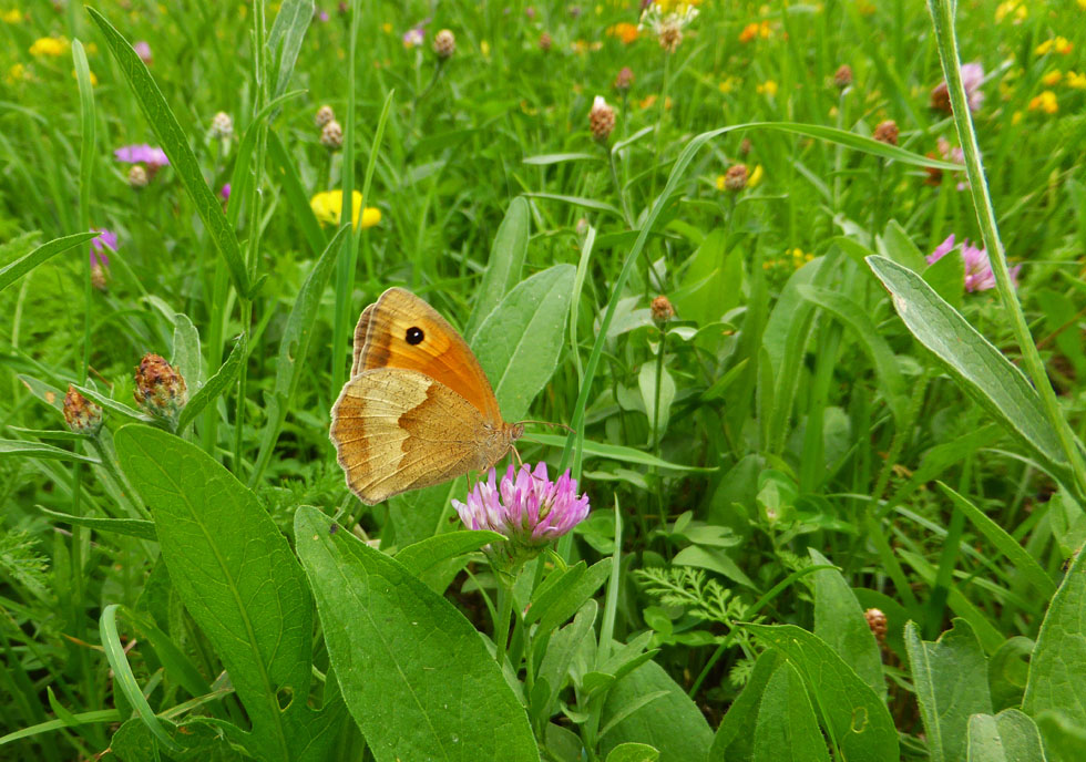 auf der Wiese