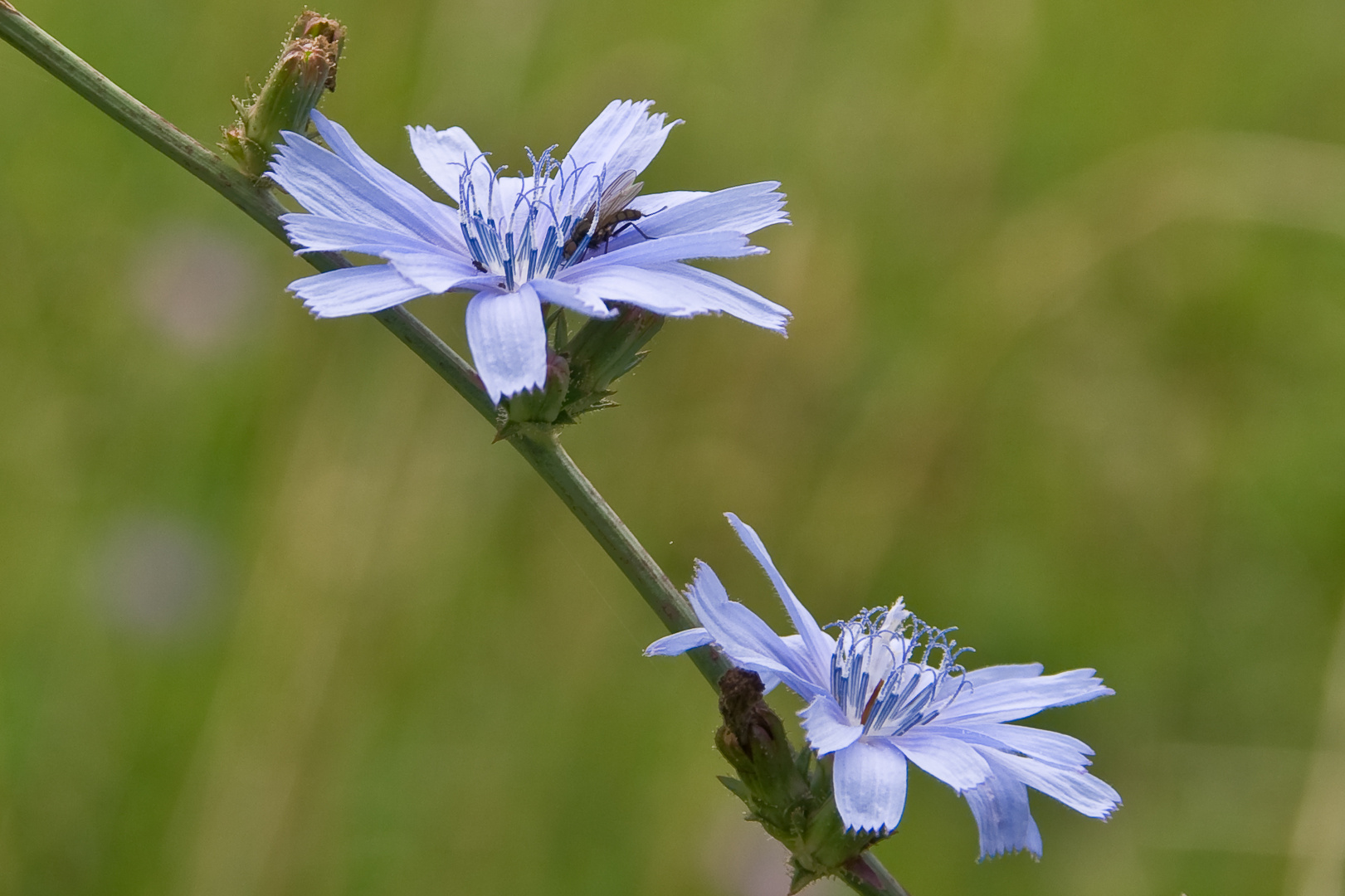 Auf der Wiese