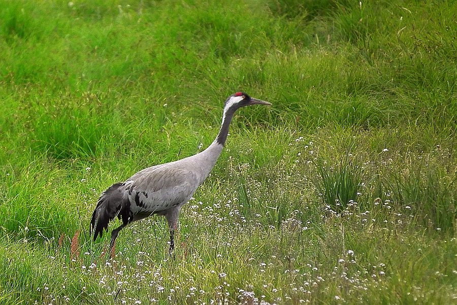 Auf der Wiese